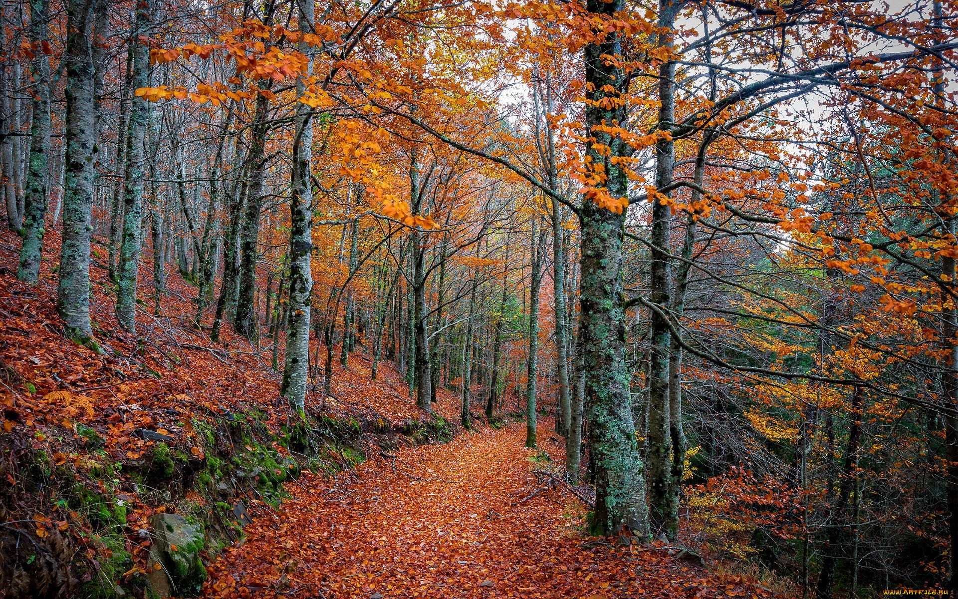 �������, ������, ���, �����, �������, �����, ������